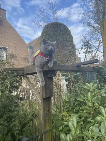 Cat-as-a-thing in IoT - tracking cat walks with LoRa and TTN