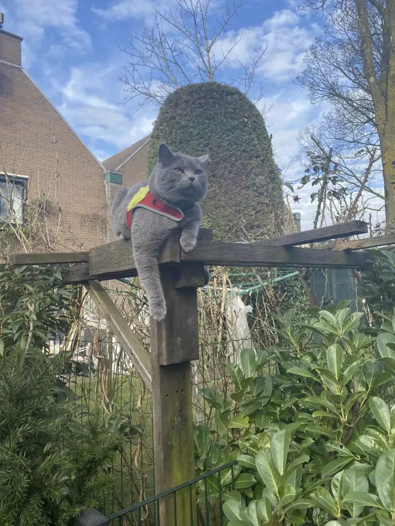 Cat-as-a-thing in IoT - tracking cat walks with LoRa and TTN