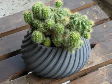 Spiral Cactus Pot – A 3D Printed Minimalist Design